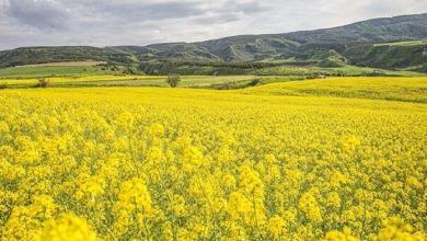 برداشت بیش از ۲۳۰ هزار تن کلزا در سال زراعی ۱۴۰۵-۱۴۰۴؛ تسریع در پرداخت مطالبات کشاورزان / کلزا , دانه روغنی , وزارت جهاد کشاورزی , کشاورزی , تولید محصول