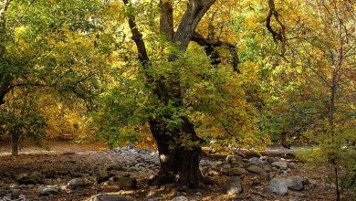 آغاز برداشت گردو از 14 هزار هکتار باغ لرستان / اخبار لرستان - اخبار استانها