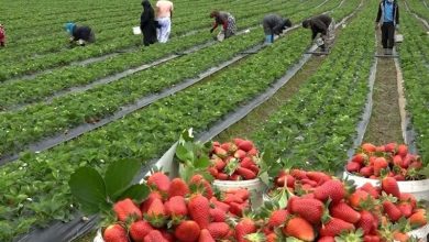 اجرای 20 کارگاه آموزشی کشاورزی در خرمشهر / اخبار خوزستان - اخبار استانها