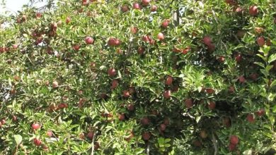 بروجرد قطب تولید سیب لرستان؛ پیشبینی برداشت 56 هزار تن محصول / اخبار لرستان - اخبار استانها