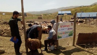 واکسیناسیون بیش از 527 هزار رأس دام در قزوین / اخبار قزوین - اخبار استانها