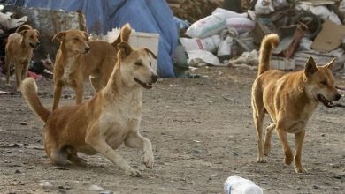 افزایش سگهای ولگرد در چترود؛ نگرانی خانوادهها از امنیت دانشآموزان / اخبار کرمان - اخبار استانها