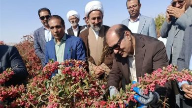 آغاز نمادین برداشت زرشک در افین با حضور مسئولان کشوری و استانی / اخبار خراسان جنوبی - اخبار استانها