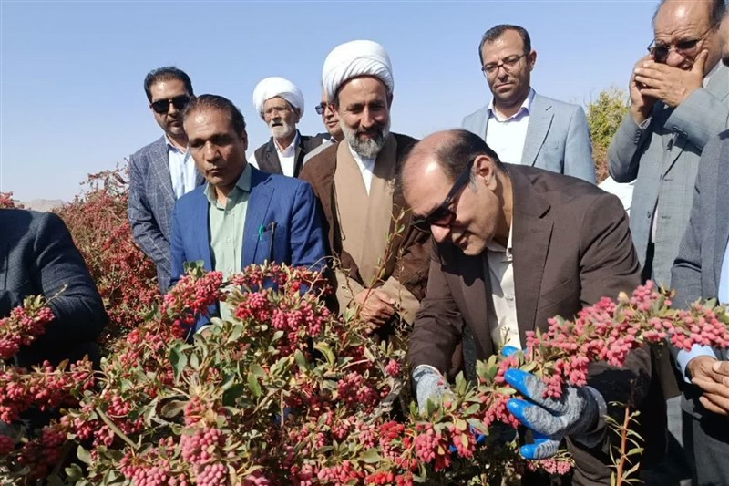 آغاز نمادین برداشت زرشک در افین با حضور مسئولان کشوری و استانی / اخبار خراسان جنوبی - اخبار استانها