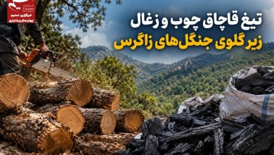 گزارش|تیغ قاچاق چوب و زغال زیر گلوی جنگلهای زاگرس / اخبار چهارمحال و بختیاری - اخبار استانها