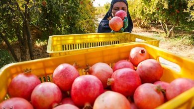 برداشت 765 تن انار از باغهای خضرآباد؛ اتابک و پناهکوه در صدر تولید / اخبار یزد - اخبار استانها