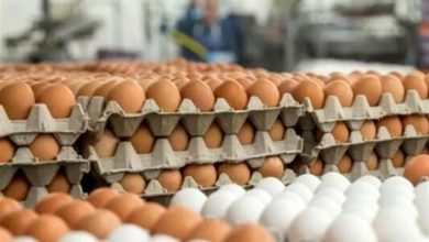 فارس در مدار امنیت غذایی؛ تولید 28 هزار تن تخممرغ در نیمه نخست سال / اخبار فارس - اخبار استانها