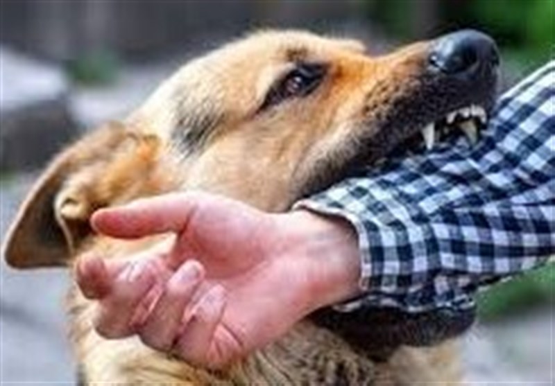 آمار بالای سگگزیدگی در گلستان/ حیوانات خانگی شناسنامهدار میشوند / اخبار گلستان - اخبار استانها