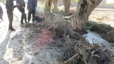 لایروبی یا تخریب؟ زخم ماشینآلات بر ریشه درختان کهنسال فردوس / اخبار خراسان جنوبی - اخبار استانها