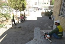 اعدام سبز در نسیمشهر؛ تبر بر ریشه درختان تشنه فرهنگسرای قلم+فیلم / اخبار استان تهران - اخبار استانها