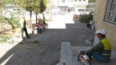 اعدام سبز در نسیمشهر؛ تبر بر ریشه درختان تشنه فرهنگسرای قلم+فیلم / اخبار استان تهران - اخبار استانها