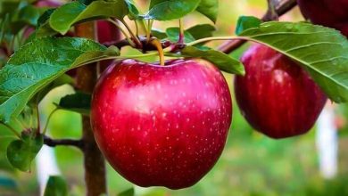 سیبهای فارس در مسیر سردخانهها و بازارهای صادراتی / اخبار فارس - اخبار استانها
