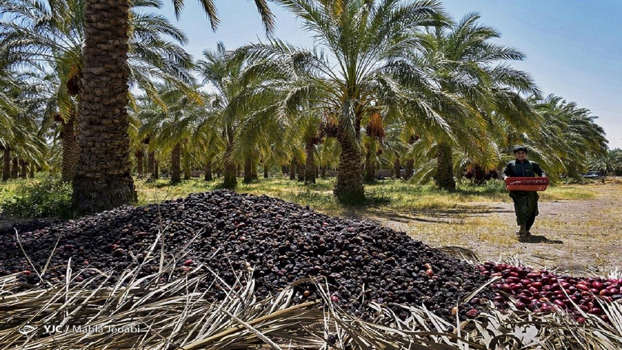 انتقاد نماینده مجلس از عدم تخصیص سهم عادلانه کشاورزان خرما و خامفروشی در جنوب کرمان / خرما , کشاورزی , جنوب کرمان , قیمتگذاری , دلالان