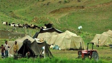 تأکید بر افزایش سهم عشایر در تأمین گوشت قرمز با اجرای تولید قراردادی / گوشت قرمز , عشایر , تولید قراردادی , دامپروری , نهاده