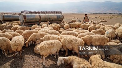 عشایر گلستان در خط مقدم تولید؛ از گوشت قرمز تا فرش و صنایعدستی / اخبار گلستان - اخبار استانها