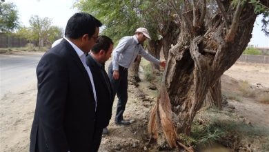 پرونده قضایی تخریب ریشه بیش از 90 درخت کهنسال فردوس تشکیل شد / اخبار خراسان جنوبی - اخبار استانها