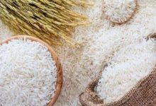 پیشبینی افزایش ۲ میلیون تنی تولید برنج؛ از برداشت ۹۰ درصدی تا گلایه کشاورزان از واردات / تولید برنج , اصناف کشاورزی , واردات برنج , هزینه تولید , قیمت برنج