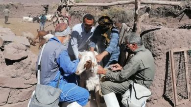 واکسیناسیون بیش از 3.2 میلیون رأس دام در هرمزگان / اخبار هرمزگان - اخبار استانها