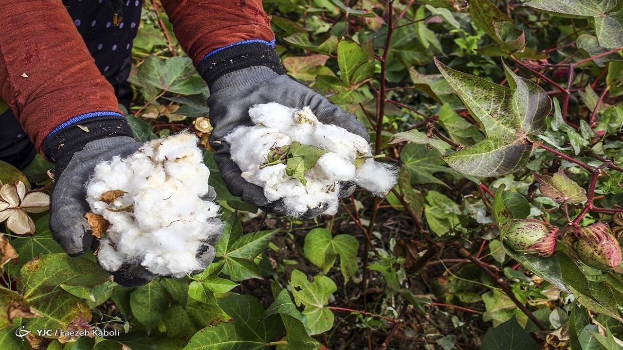 افزایش چشمگیر قیمت پنبه؛ زنگ خطری برای صنعت نساجی / پنبه , صنعت نساجی , قیمت پنبه , تولید پنبه , کشاورزی