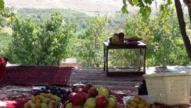 خرید 875 تن سیب صنعتی از باغداران بروجرد / اخبار لرستان - اخبار استانها