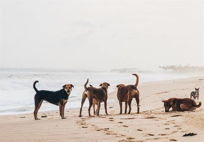 کشور ترکیه ,