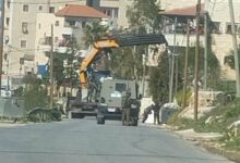 הסלמת הדיכוי של המתנחלים נגד הפלסטינים בגדה המערבית /גדה המערבית , פלסטינים , מתנחלים , עצי זית , דיכוי