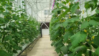 Iran's Hydroponic Greenhouse Cultivation Expands Cucumber Output /hydroponics , greenhouse farming , cucumber production , agricultural technology , Iran