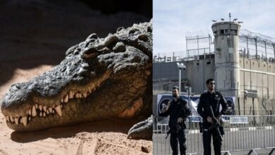 Israel's 'Croc Torture' Plan for Palestinian Prisoners Sparks Outrage /Israel , Palestinian prisoners , human rights , torture , Nile crocodiles