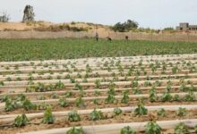Gaza Agriculture Devastated by Israeli Actions, Ministry Reports /Gaza , Agriculture , Israeli Conflict , Palestinian Ministry of Agriculture , Food Security
