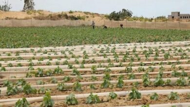 Gaza Agriculture Devastated by Israeli Actions, Ministry Reports /Gaza , Agriculture , Israeli Conflict , Palestinian Ministry of Agriculture , Food Security