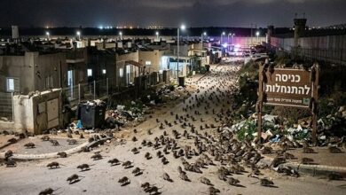 Unprecedented Rat Infestation Plagues Israeli Settlements Near Gaza /Gaza , Israel , rats , infestation , settlements
