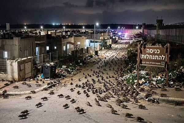 Unprecedented Rat Infestation Plagues Israeli Settlements Near Gaza /Gaza , Israel , rats , infestation , settlements