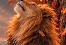 چراغ سبز اولیه از سازمان لیگ برای افزایش احتمالی سقف بودجه