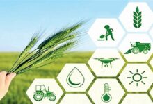 امنیت غذایی پایدار با ساماندهی زنجیره تأمین محقق میشود