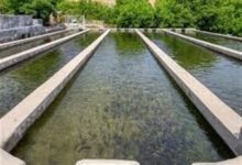 صادرات 7 هزار تن آبزیان از چهارمحالوبختیاری به خارج از کشور