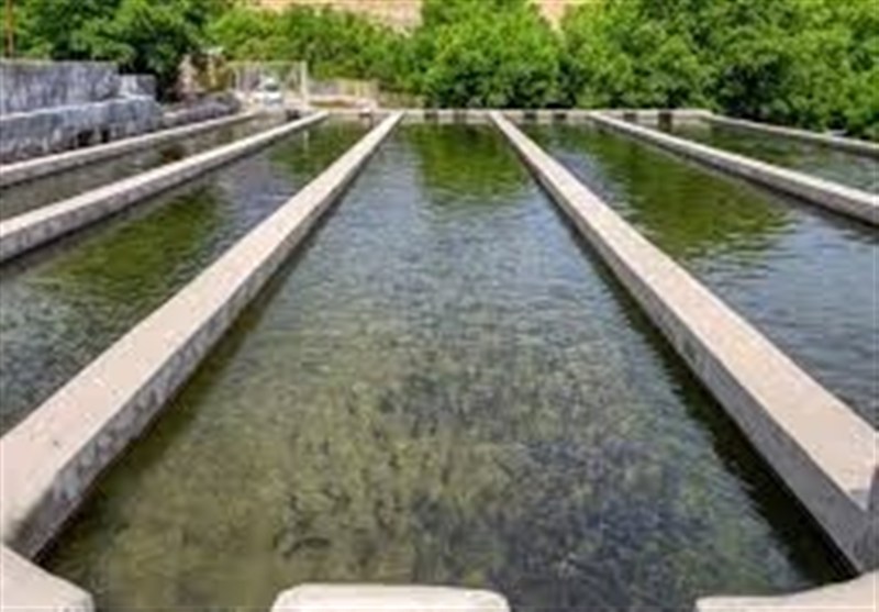 صادرات 7 هزار تن آبزیان از چهارمحال‌وبختیاری به خارج از کشور