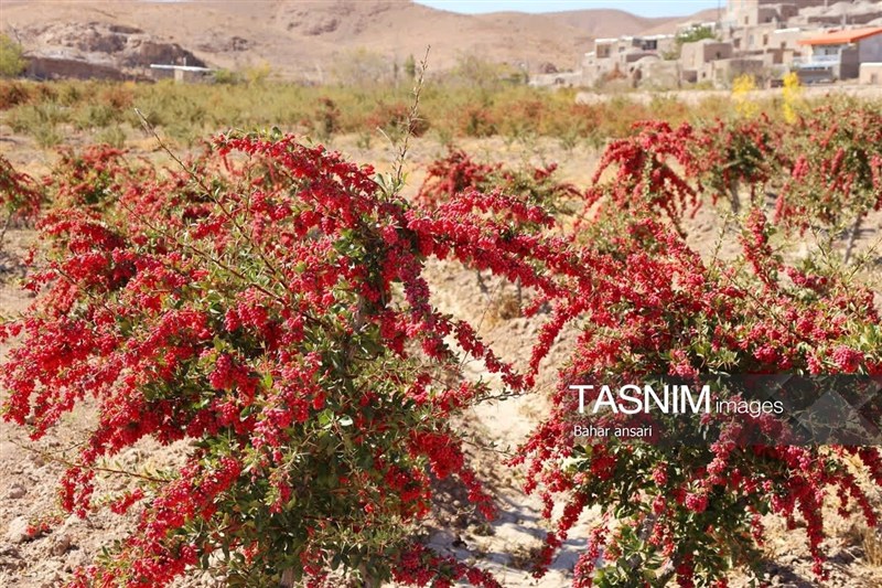 مصائب زرشکاران در فصل برداشت/ سود محصول به جیب چه کسی می‌رود؟