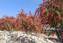برگزاری جشنواره زرشک کوهی در اورست چهاردانگه