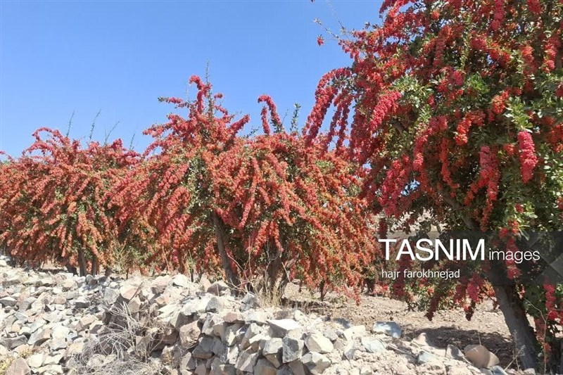 برگزاری جشنواره زرشک کوهی در اورست چهاردانگه