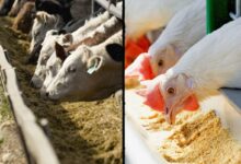 ارتقای سازوکارهای تامین مالی در صنعت دام و طیور؛ پیگیری وزارت جهاد کشاورزی از بانک مرکزی