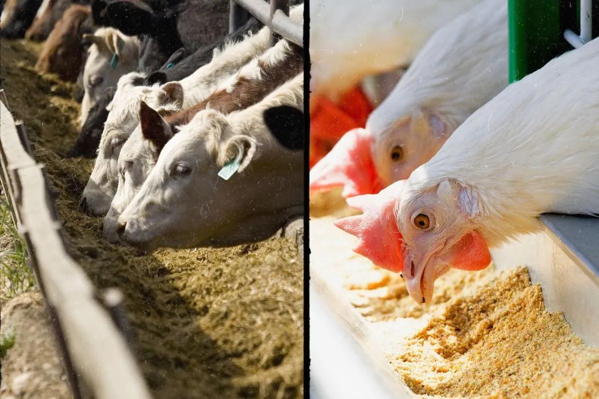 ارتقای سازوکارهای تامین مالی در صنعت دام و طیور؛ پیگیری وزارت جهاد کشاورزی از بانک مرکزی
