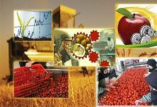 یادداشت| چرا کشاورزی چهارمحال و بختیاری به صنایع تبدیلی نیاز دارد؟
