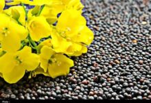 قابلیت سوادکوه شمالی در کشت دانههای روغنی و پاییزه