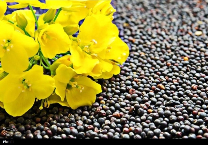 قابلیت سوادکوه شمالی در کشت دانه‌های روغنی و پاییزه