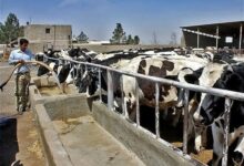 157 میلیارد تسهیلات دامداری در لرستان؛ 800 دامدار به بانک معرفی شدند