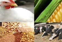ضرورت تنوع در ابزارهای مالی برای حمایت از بخش کشاورزی و دامپروری