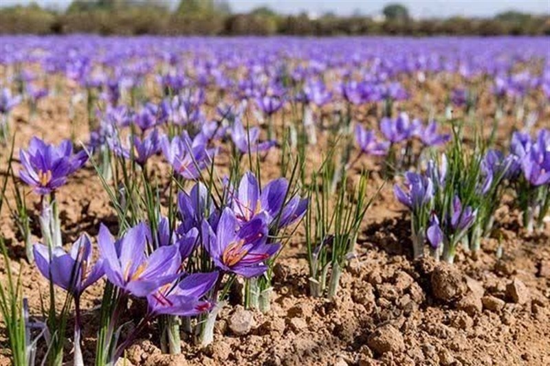 برگزاری سومین دوره جشنواره ملی زعفران علوی در کاشان