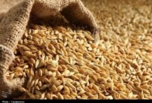 خرید تضمینی 428 هزار تن گندم در خراسان رضوی نهایی شد