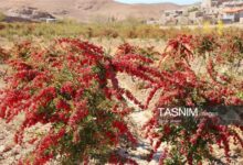 رقص سرخ دردل کوهستان؛روایت برداشت زرشک درروستای رجنوک +عکس