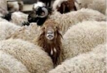ناکامی قاچاقچیان در خروج 1631 رأس احشام قاچاق از مرزهای آذربایجانغربی